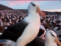 게임 Slide Puzzle: Seagull 