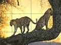 게임 Big wild cats slide puzzle