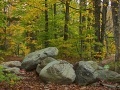 게임 Mushroom Collector 5