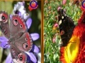 게임 Butterfly Similarities