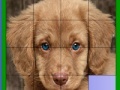 게임 Blue eyed dog slide puzzle