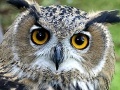 게임 Owl