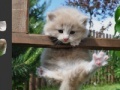 게임 Puzzle Kitten