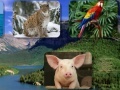 게임 Guess the animal sounds