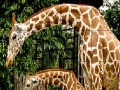 게임 Giraffes in the forest slide puzzle